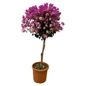 Bougainvillea auf Stamm | Drillingsblume | +/- 110cm | ø 25cm