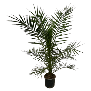 Phoenix Canariensis | Kanarische Dattelpalme | +/- 160cm | ø 22cm Topf