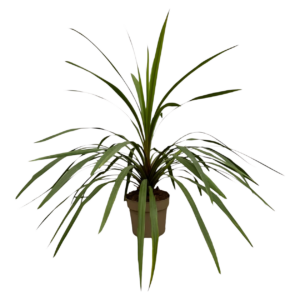 Cordyline “Peko” | Keulenlilie | +/- 90cm | ø 24cm