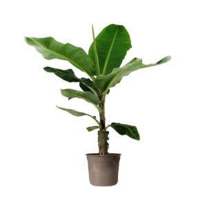 Musa | Bananenpflanze | +/- 140cm | ø 27cm Topf