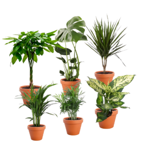 6er-Set “Exotischer Mix” | Goldfruchtpalme | Bergpalme | Dieffenbachie | Drachenbaum | Glückskastanie | Monstera | +/- 40-65cm | ø 12-15cm Topf