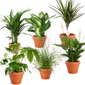 6er-Set Tropical Jungle | Fatsia | Goldfruchtpalme | Korbmarante | Einblatt | Liebeslocke | Drachenbaum | +/- 40-60cm | ø 12-15cm Topf