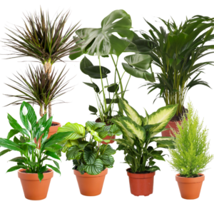 7er Set | Monstera | Einblatt | Dieffenbachie | Drachenbaum | Korbmarante | Goldfruchtpalme | Zimmerzypresse | +/- 40-60cm | ø 12-15cm Topf