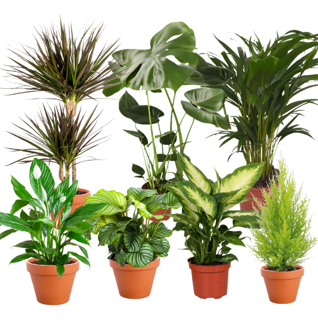 7er mon cal zzy 1 png