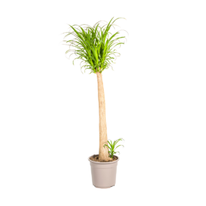 Beaucarnea Recurvata “Stamm” | Elefantenfuß | +/- 120cm | ø 27cm Topf