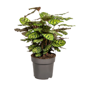 Calathea “Makoyana” | Korbmarante | +/- 70cm | ø 27cm Topf