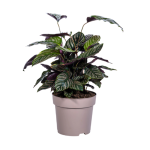 Calathea Ornata “Sanderiana” | Korbmarante | +/- 70cm | ø 27cm Topf