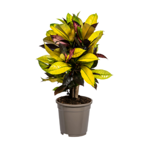 Codiaeum Croton “Iceton” | Wunderstrauch | +/- 50cm | ø 17cm Topf