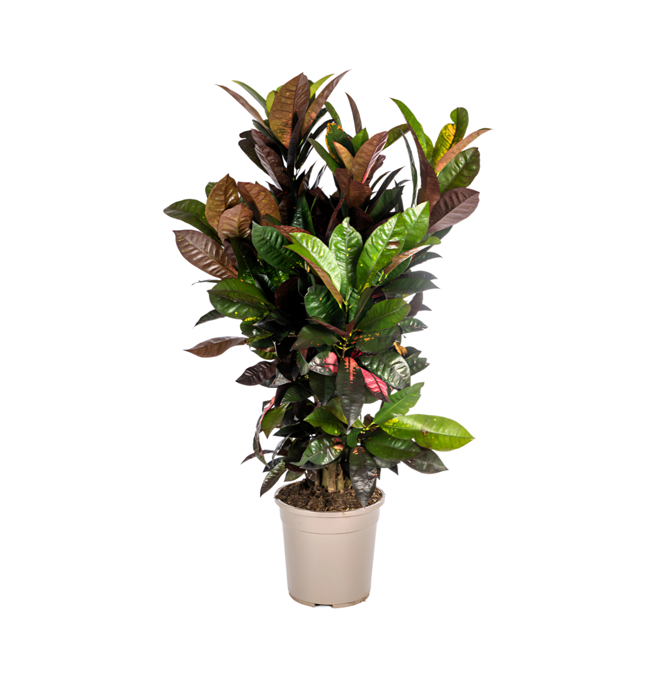Codiaeum Croton “Iceton” | Wunderstrauch | +/- 90-100cm | ø 24cm Topf 1 Codiaeum Croton “Iceton” | Wunderstrauch | +/- 90-100cm | ø 24cm Topf