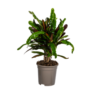 Codiaeum Croton “Mamey” | Wunderstrauch | +/- 50cm | ø 17cm Topf