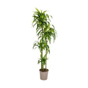 Dracaena Deremensis “Hawaiian Sunshine” | Drachenbaum | +/- 180cm | ø 27cm Topf