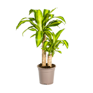 Dracaena Fragrans “Massangeana” | Drachenbaum | +/- 80cm | ø 19cm Topf