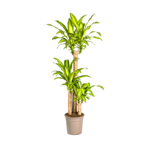 Dracaena Fragrans “Massangeana” | Drachenbaum | +/- 140cm | ø 24cm Topf