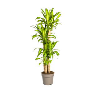 Dracaena Fragrans “Massangeana” | Drachenbaum | +/- 180cm | ø 30cm Topf