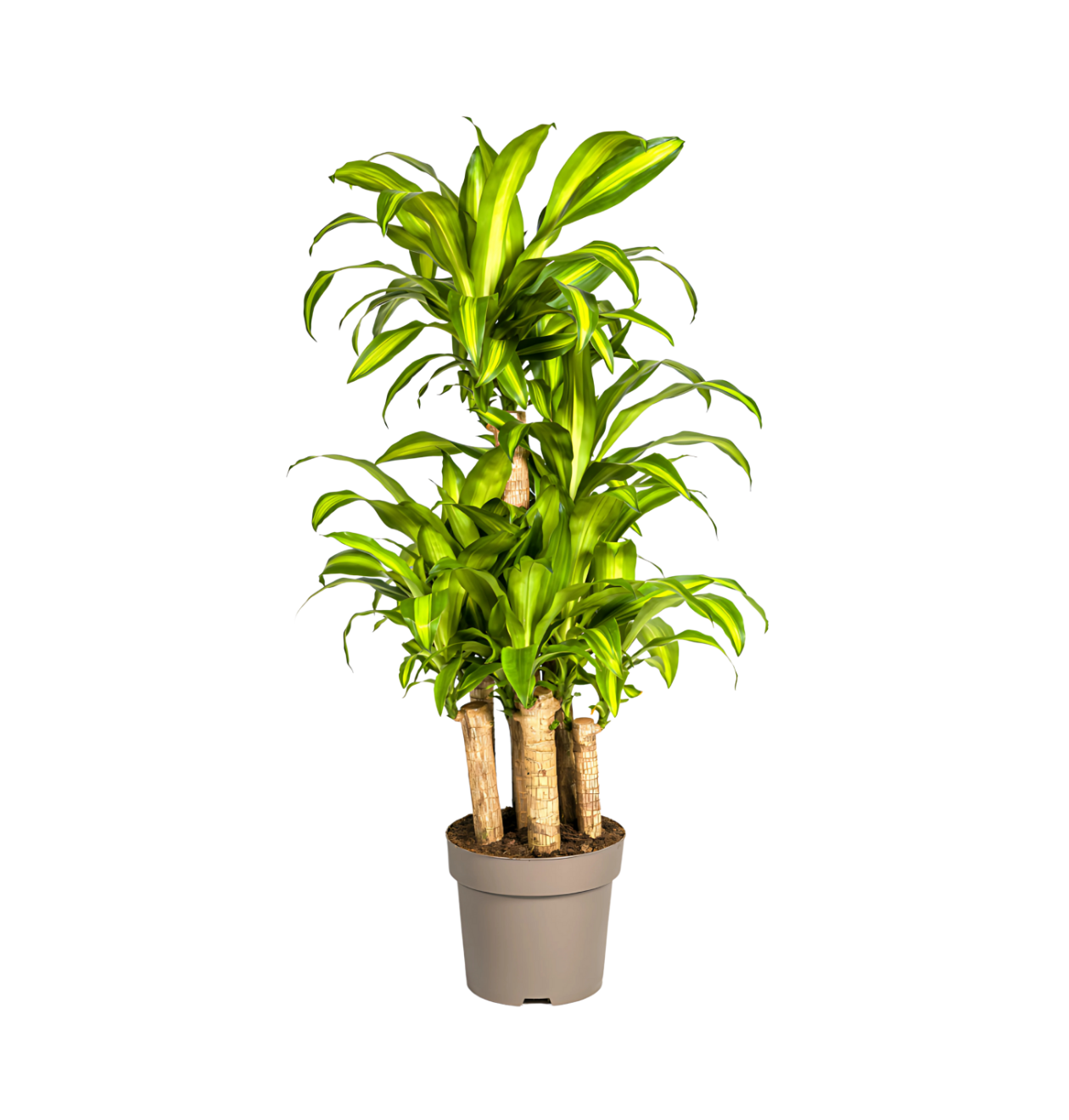 Dracaena Fragrans “Massangeana Karussell” | Drachenbaum | +/- 140cm | ø 30cm Topf 1 Dracaena Fragrans “Massangeana Karussell” | Drachenbaum | +/- 140cm | ø 30cm Topf