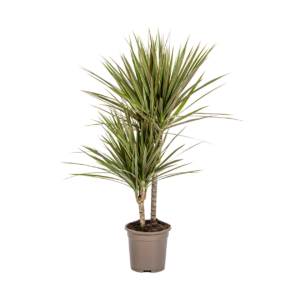 Dracaena Marginata “Bicolor” | Drachenbaum | +/- 60cm | ø 17cm Topf