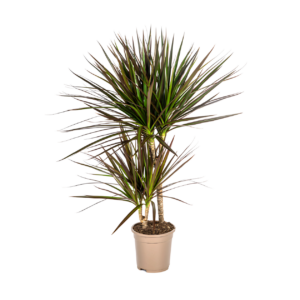 Dracaena Marginata “Magenta” | Drachenbaum | +/- 60cm | ø 17cm Topf