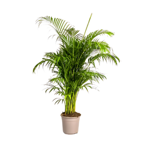 Dypsis Areca Lutescens | Goldfruchtpalme | +/- 180cm | ø 27cm Topf