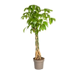 Pachira Aquatica | Glückskastanie | +/- 170-180cm | ø 30cm Topf