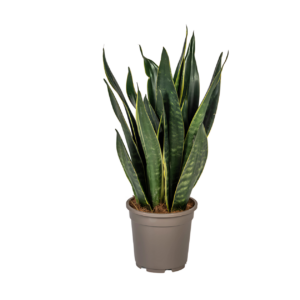 Sansevieria Trifasciata “Futura Black” | Bogenhanf | +/- 50-55cm | ø 17cm Topf