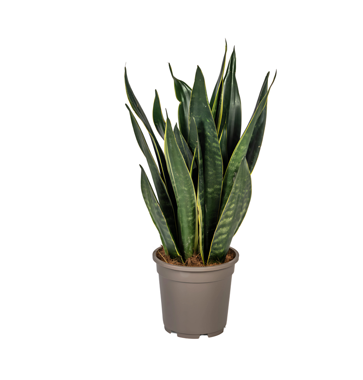 Sansevieria Trifasciata “Futura Black” | Bogenhanf | +/- 50-55cm | ø 17cm Topf 1 Sansevieria Trifasciata “Futura Black” | Bogenhanf | +/- 50-55cm | ø 17cm Topf