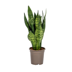 Sansevieria Trifasciata “Zeylanica Compacta” | Bogenhanf | +/- 60cm | ø 17cm Topf