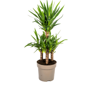 Yucca Elephantipes | Palmlilie | +/- 100cm | ø 30cm Topf