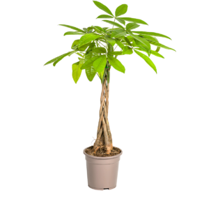 Pachira Aquatica | Glückskastanie | +/- 80cm | ø 19cm Topf