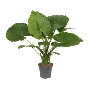 Alocasia “Gageana California” | Elefantenohr | +/- 80cm | ø 21cm Topf