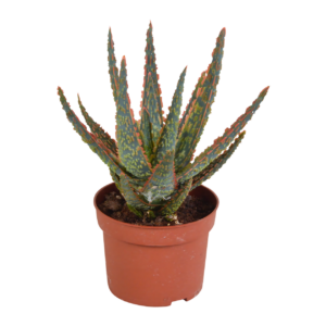 Aloe Zebrina “Dannyz” (Ohne Topf) | Zebra Aloe | +/- 18cm | ø 10,5cm Topf