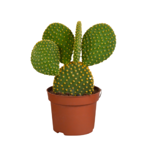 Opuntia Microdasys (Ohne Topf) | Engelsohr Kaktus | +/- 15-30cm | ø 12cm Topf
