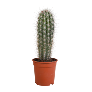 Pachycereus Pringlei (Ohne Topf) | Riesenkaktus | +/- 40-50cm | ø 17cm Topf