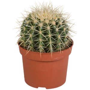 Echinocactus Grusonii | Goldkugelkaktus | +/- 20-30cm | ø 12cm Topf