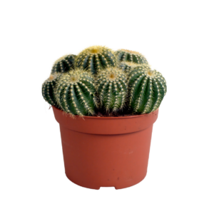 Eriocactus Warasii | Brasilianischer Kugelkaktus | +/- 15cm | ø 12cm Topf