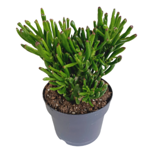 Crassula “Gollum” | Jadebaum | +/- 30-40cm | ø 17cm Topf