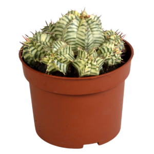 Euphorbia meloformis variegata | Melonen-Wolfsmilch | +/- 10-22cm | ø 10,5cm Topf