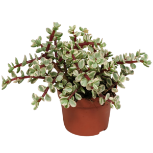 Portulacaria afra Variegata (Ohne Topf) | Elefantenstrauch | +/- 18-25cm | ø 10,5cm Topf