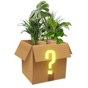 6er-Set "Mystery Box"