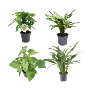 4er-Set “Grünpflanzen” | Monstera Affenblatt | Aglaonema “Miss Juliette” | Aglaonema “Cutlass” | Syngonie | +/- 25-40cm | ø 12cm Topf