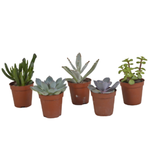 Sukkulenten 5er-Set (Ohne Topf) | Sukkulenten Mix | +/- 8-13cm | ø 5,5cm Topf