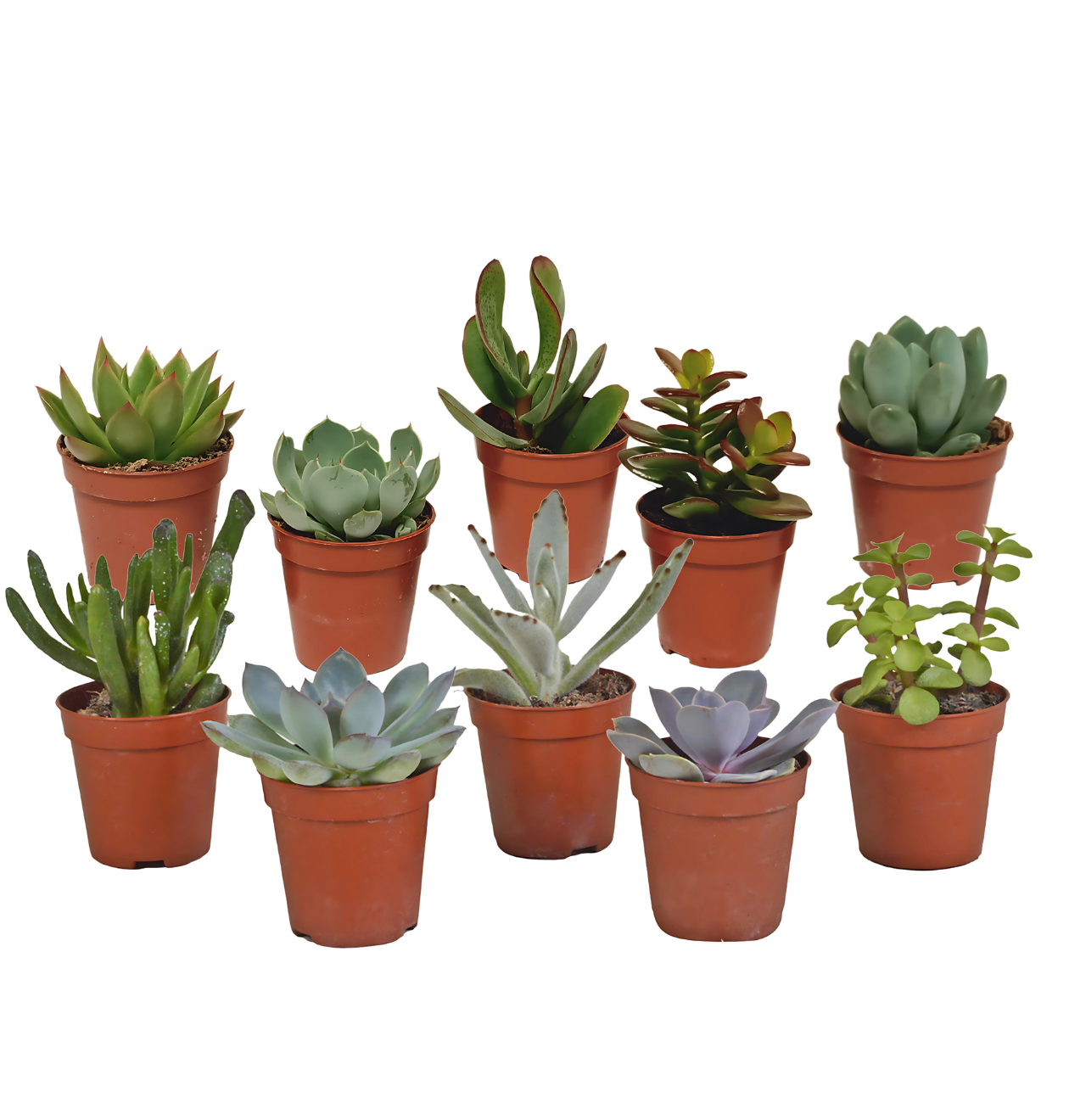 Sukkulenten 10er-Set (Ohne Topf) | Sukkulenten Mix | +/- 8-13cm | ø 5,5cm Topf 1 Sukkulenten 10er-Set (Ohne Topf) | Sukkulenten Mix | +/- 8-13cm | ø 5,5cm Topf