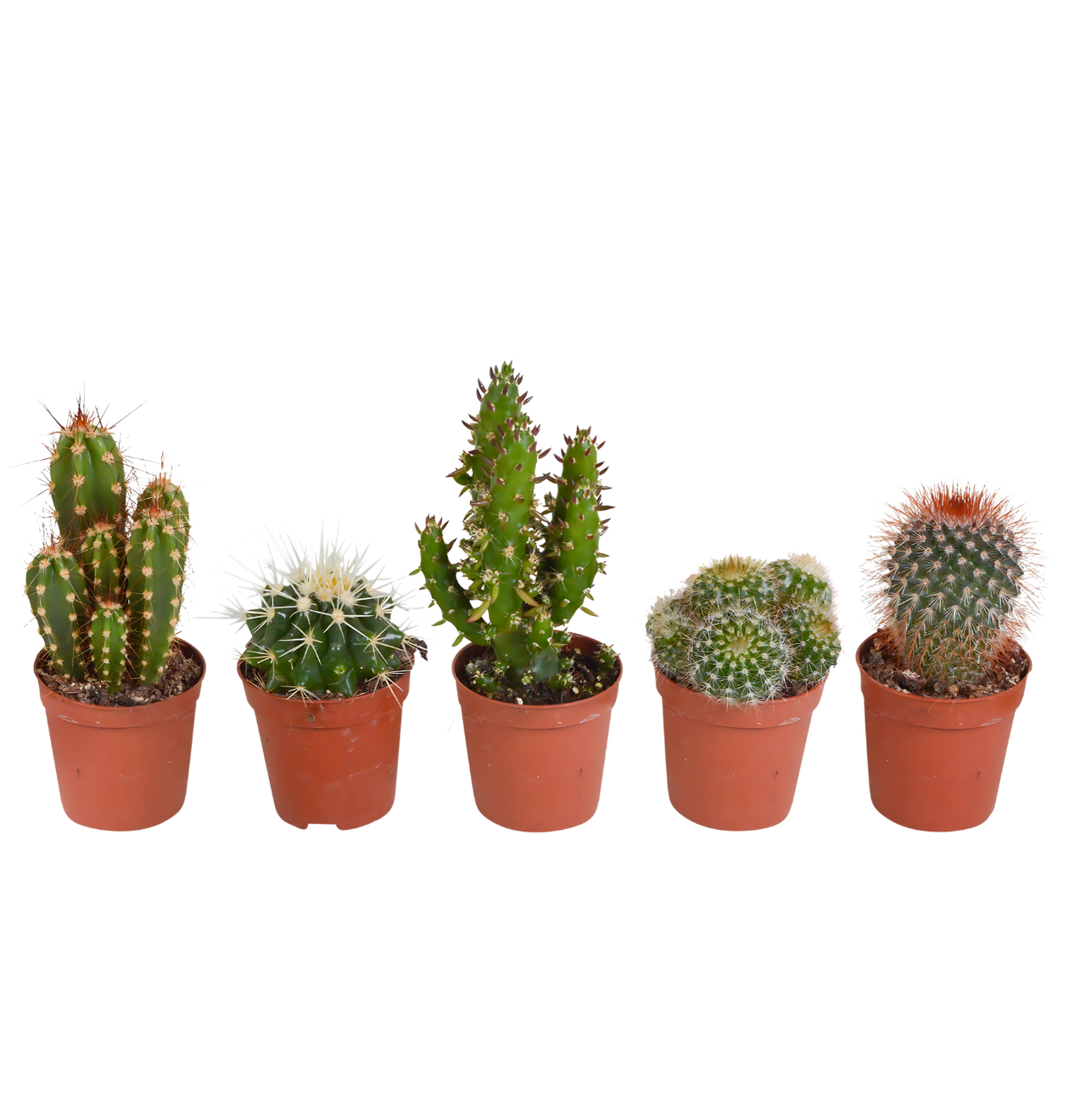 artikel8715 1260 x 1320 px png