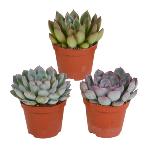 Echeveria 3er-Set (Ohne Topf) | Sukkulenten Mix | +/- 12-15cm | ø 8,5cm Topf