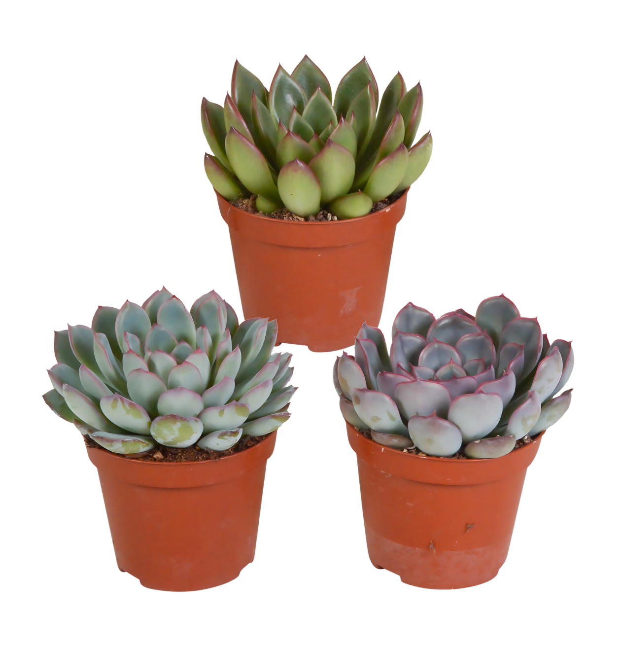 Echeveria 3er-Set (Ohne Topf) | Sukkulenten Mix | +/- 12-15cm | ø 8,5cm Topf 1 Echeveria 3er-Set (Ohne Topf) | Sukkulenten Mix | +/- 12-15cm | ø 8,5cm Topf