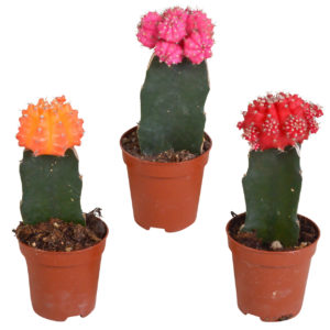 Euphorbia meloformis variegata 3er-Set | Kaktus Mix | +/- 16-22cm | ø 5,5cm Topf