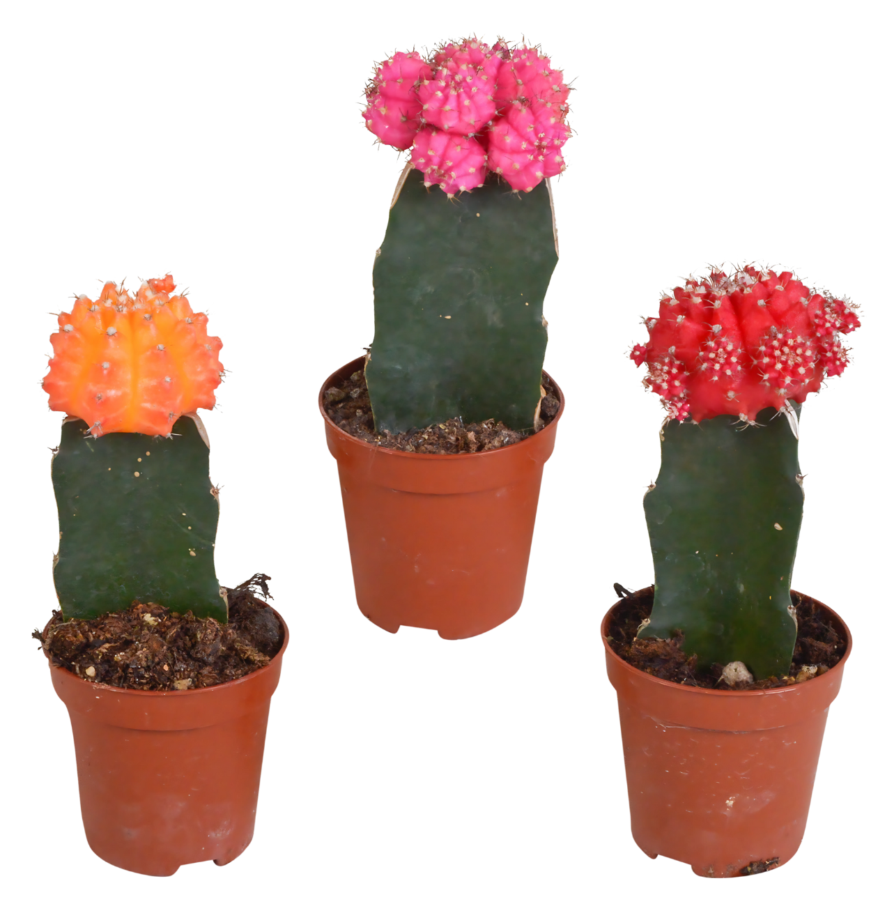 artikel8729 1260 x 1320 px png