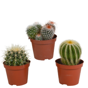 Bolcactus 3er-Set (Ohne Topf) | Kugelkaktus Mix | +/- 12-20cm | ø 8,5cm Topf