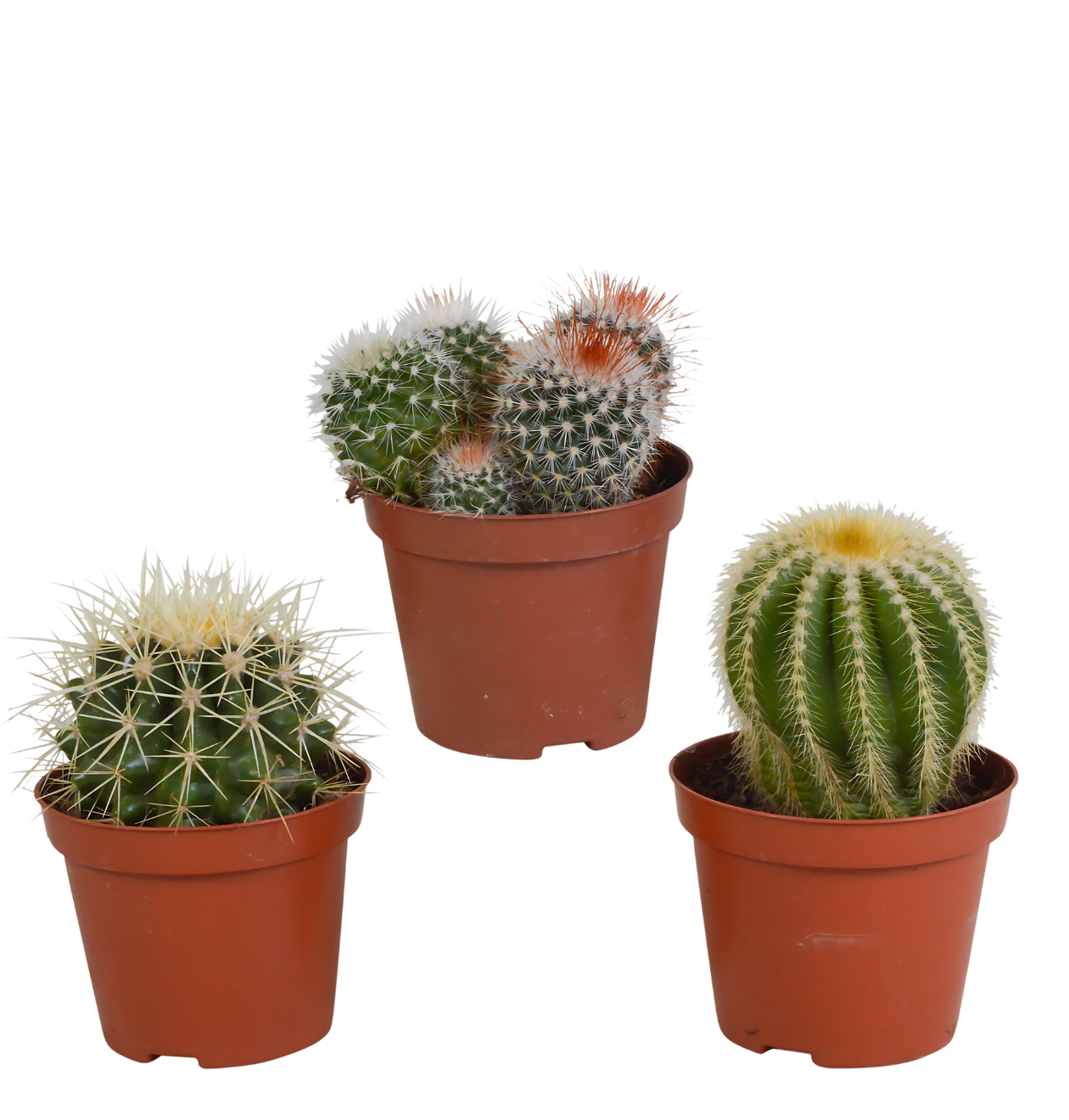 Bolcactus 3er-Set (Ohne Topf) | Kugelkaktus Mix | +/- 12-20cm | ø 8,5cm Topf 1 Bolcactus 3er-Set (Ohne Topf) | Kugelkaktus Mix | +/- 12-20cm | ø 8,5cm Topf