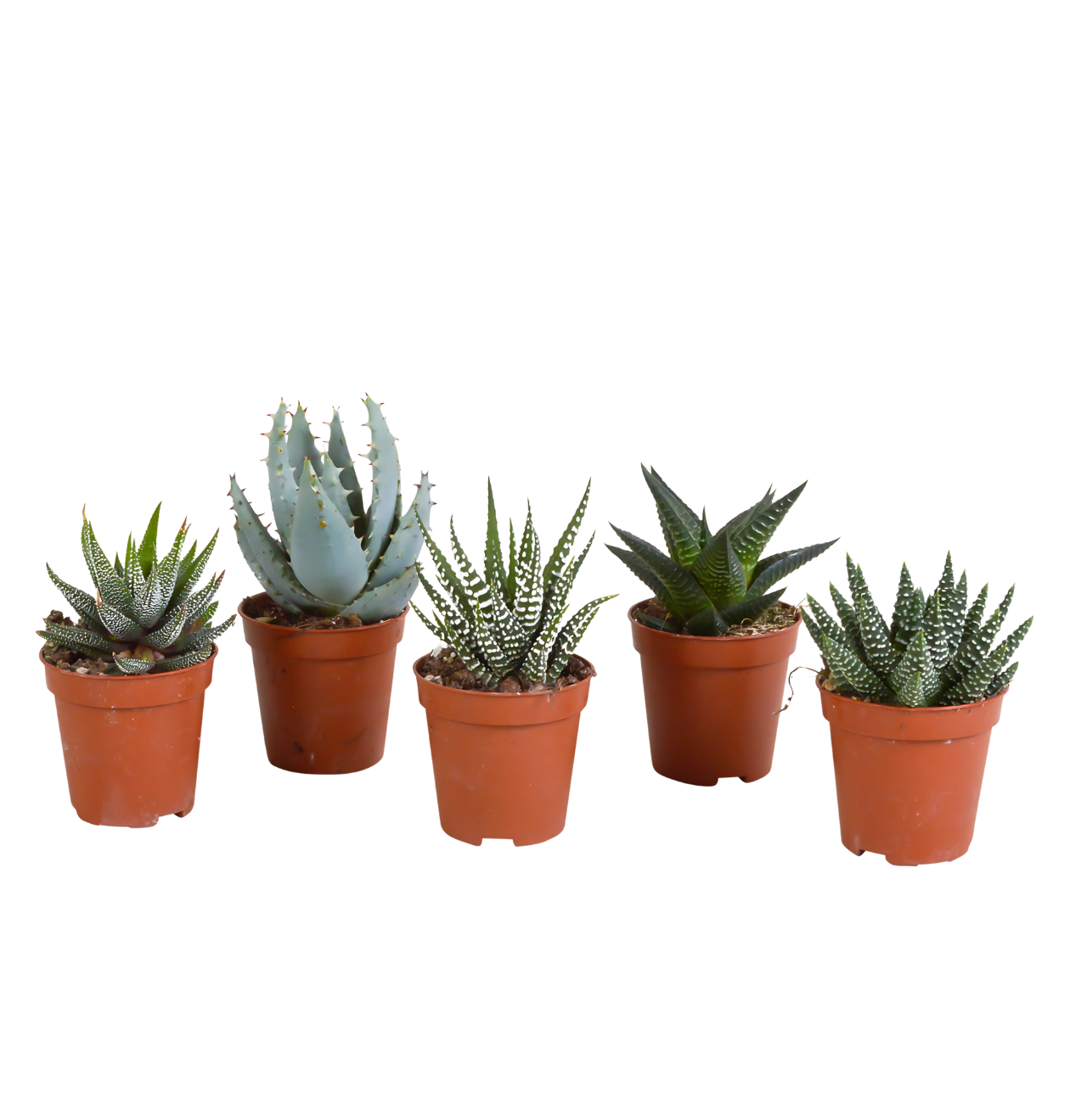 Gasteria & Haworthia Mix 5er-Set | Sukkulenten Mix | +/- 12-20cm | ø 5,5cm 1 Gasteria & Haworthia Mix 5er-Set | Sukkulenten Mix | +/- 12-20cm | ø 5,5cm