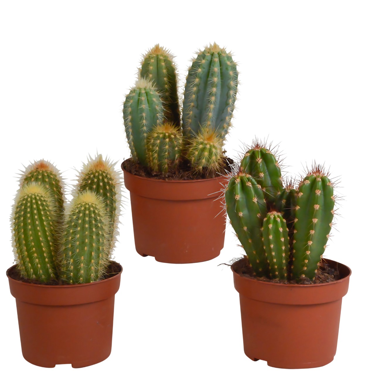 artikel8818 1260 x 1320 px png